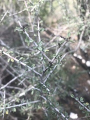 Condalia spathulata