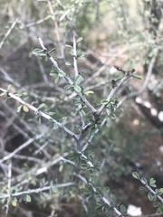 Condalia spathulata