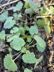 Lamium purpureum
