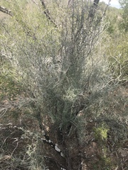 Condalia spathulata