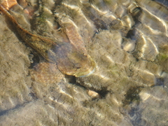 Cottus immaculatus