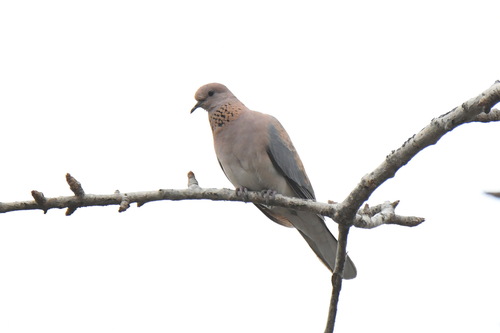 Laughing Dove