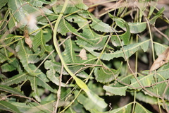 Ahaetulla oxyrhynca