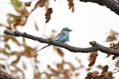 Coracias abyssinicus