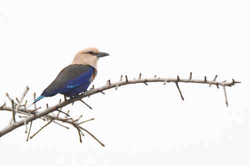 Blue-bellied Roller