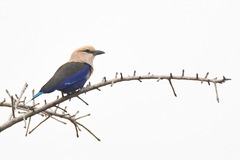 Coracias cyanogaster