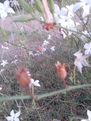 Nicotiana longiflora
