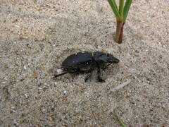 Lucanus placidus