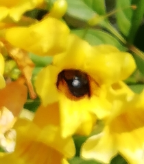 Xylocopa tabaniformis