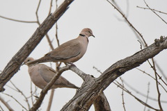 Streptopelia vinacea
