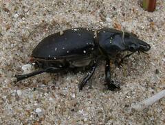 Lucanus placidus