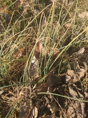 Allium vineale