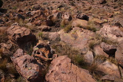 Pronolagus randensis