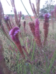 Verbena