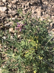 Dalea pogonathera