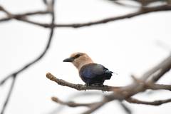 Coracias cyanogaster