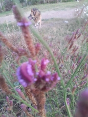 Verbena