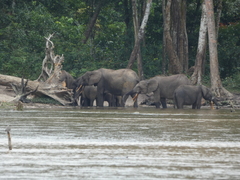 Loxodonta cyclotis