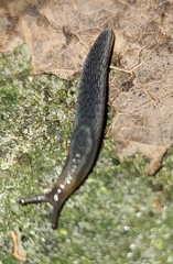 Kobeltia