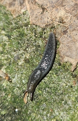 Kobeltia