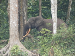 Loxodonta cyclotis