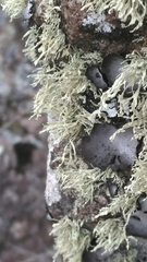 Ramalina intermedia