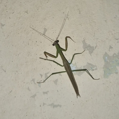 Stagmomantis nahua