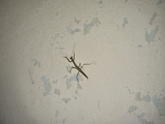 Stagmomantis nahua