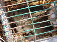 Abrothrix olivacea