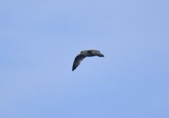 Larus californicus californicus