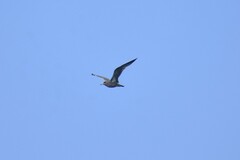 Larus californicus californicus