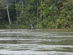 Loxodonta cyclotis