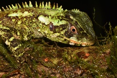 Enyalioides oshaughnessyi
