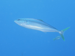 Seriola lalandi