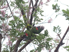 Amazona ochrocephala
