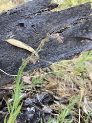 Gonocarpus elatus