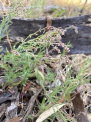 Gonocarpus elatus