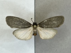 Hypoprepia inculta