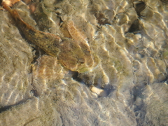 Cottus immaculatus