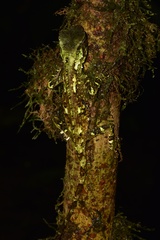 Enyalioides oshaughnessyi