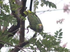 Amazona ochrocephala