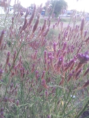 Verbena