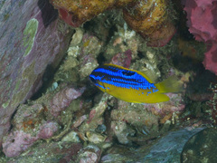 Mecaenichthys immaculatus