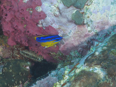 Mecaenichthys immaculatus
