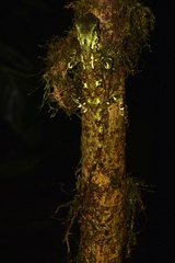 Enyalioides oshaughnessyi