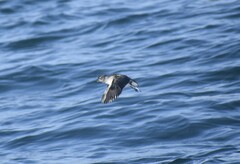 Ptychoramphus aleuticus