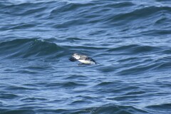 Ptychoramphus aleuticus