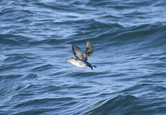 Ptychoramphus aleuticus