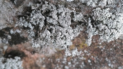 Stereocaulon saxatile