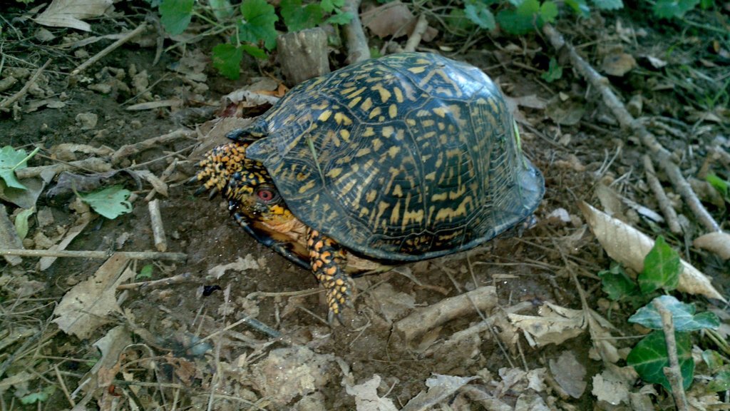 Eastern Box Turtle Uk